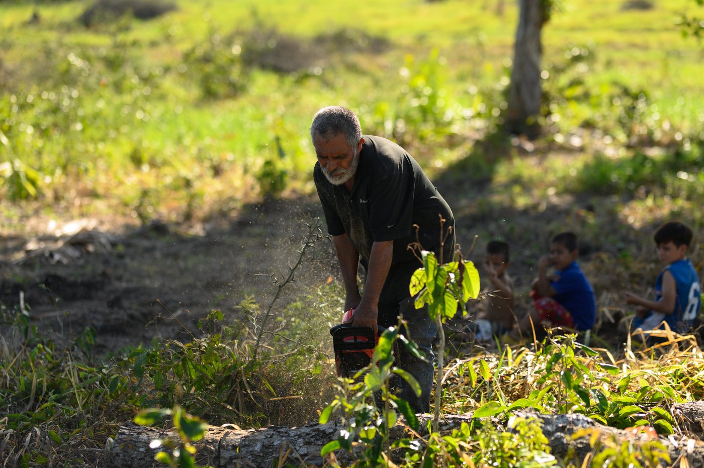 Plantaci&oacute;n de &aacute;rboles